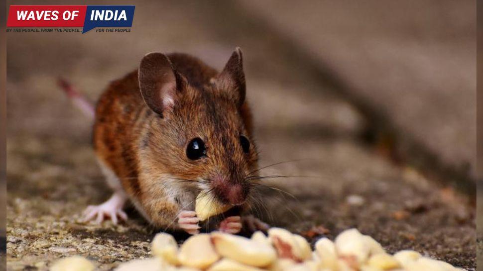 Home Remedies: चूहों का घर में है आतंक, इन कमाल के तरीकों से तुरंत मिलेगा छुटकारा