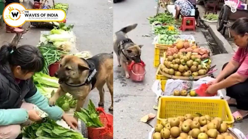 VIDEO: मुंह में टोकरी पकड़ सब्ज़ी की शॉपिंग पर निकल पड़ा डॉगी, पसंद की भाजी चुनकर मोलभाव भी करता है